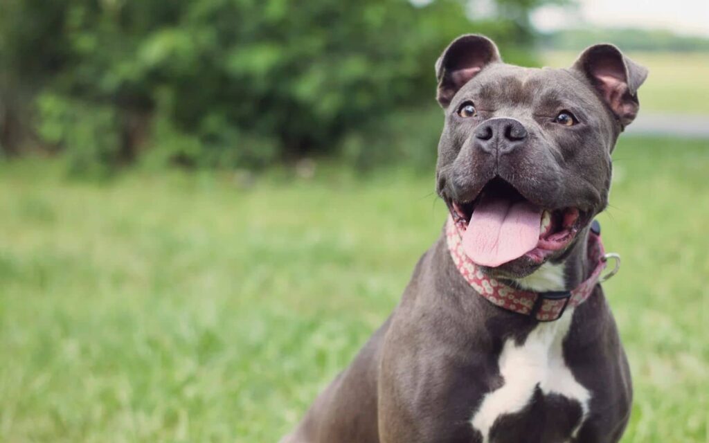 Dog enjoying everyday life
